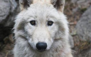 ¿Qué significa el lobo?